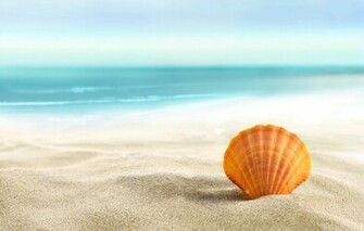 Seashell Sand Beach Summer Sea Sun Shell Wallpaper