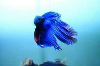 Nature Lover Betta Fish