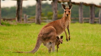 Kangaroo Wallpaper