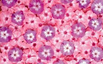 Wallpaper Flower Top Best HD For Desktop