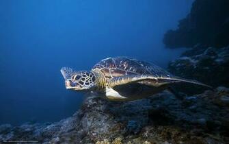 Turtle Wallpaper Desktop