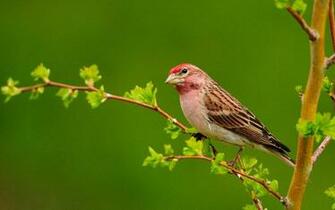 Bird On A Branch Wallpaper And Image Pictures Photos