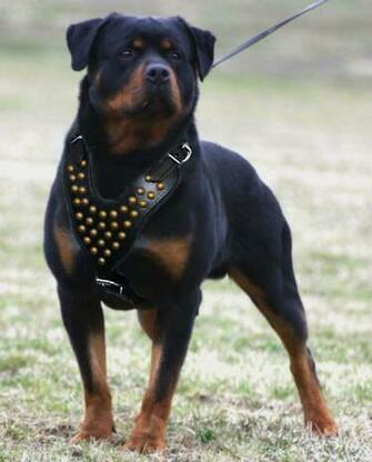 Rottweiler Collars The Dog Wallpaper Best