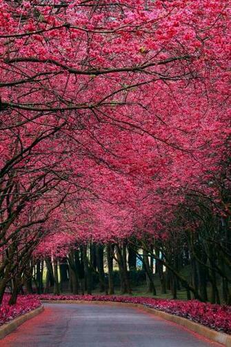 Sakura Trees iPhone HD Wallpaper