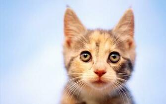 Funny Animal Desktop Background Image
