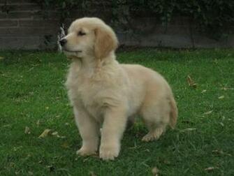 De Cachorros Golden Retriever En Neuquen HD Walls Find Wallpaper