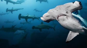 Watch Galapagos Realm Of Giant Sharks Prime Video