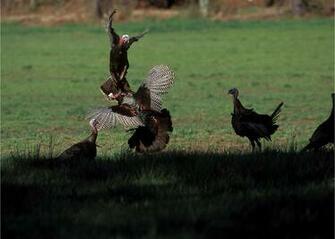 Wild Turkey Wallpaper And Screensavers Image