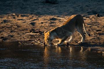 Into The Wild With David Wright And Nikon D500
