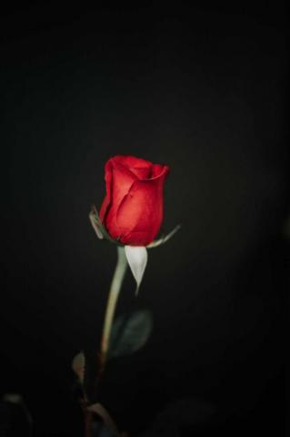 Black Rose Wallpaper