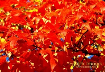 Fall Colors
