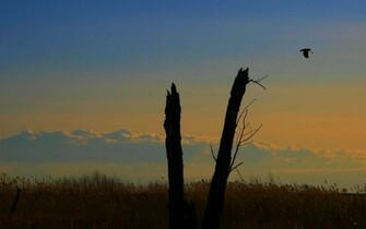 Tree Silhouette Wallpaper Stock Photos