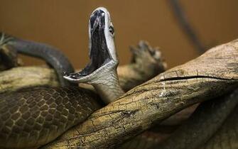 Black Mamba Computer Wallpaper Desktop Background Id