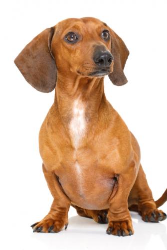 Sitting And Obedient Dachshund Or Sausage Dog Looking To Owner