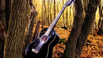 Forrest Guitar Ultra HD Desktop Background Wallpaper For 4k UHD Tv