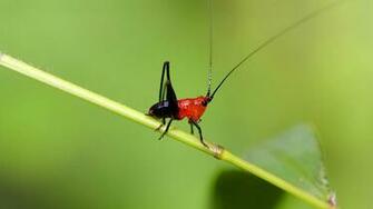 Your Wallpaper Grasshopper