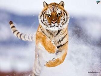 Tigers Wallpaper