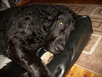Tfw The Friends Whatever Image Zimmy Ghost S Weirdo Dog HD