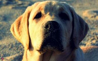 Labrador Retriever Computer Wallpaper Desktop Background