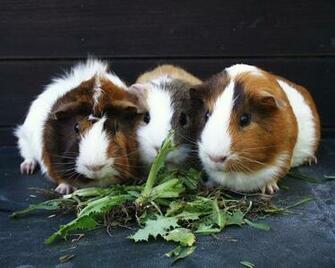 Guinea Pigs Wallpaper
