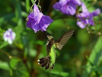 Animals Beautiful Extraordinary Wild Birds Hummingbird Picture