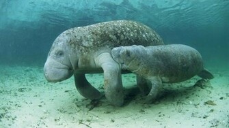 Manatee Wallpaper