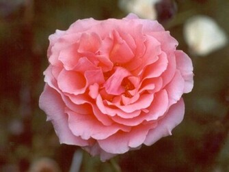 Pink Rose Flower Wallpaper HD For Walls Mobile Phone