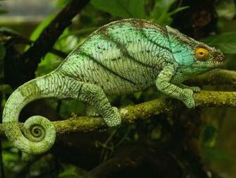 Reptiles HD Wallpaper Res Desktopas