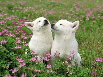 Wallpaper Puppies In Flowers Photos And Walls
