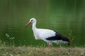 White Stork Background High Quality Background