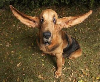 Funny Dognet Dogs Dog Pictures Videos