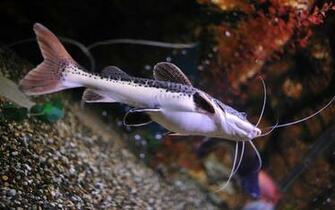 Cool Fish Wallpaper Walltor
