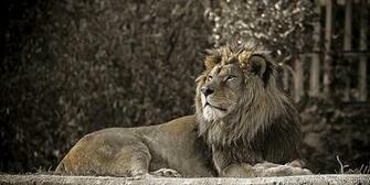 Lion Wallpaper For Your Desktop