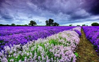 Roses Spring Field Wallpaper