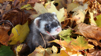 Animal Ferret HD Wallpaper
