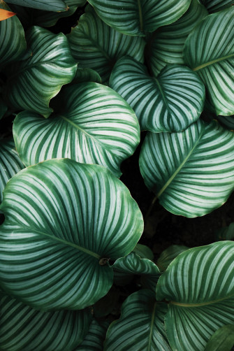 Green Plant Aesthetic Wallpaper