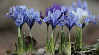 Iris Wallpaper
