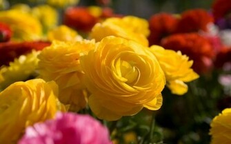 Yellow Roses Wallpaper