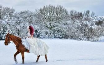 Snow Horse High Quality And Resolution Wallpaper On