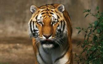 Share To Labels Lions And Tigers