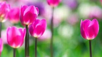 Wonderful Collections Of Pink Desktop Wallpaper HD