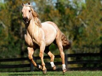 Quarter Horse Wallpaper
