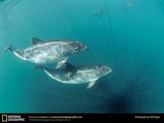 Harbor Porpoise Wallpaper Animals Town