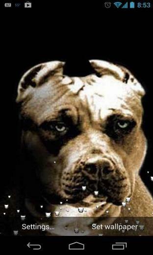 Pitbull Dog Live Wallpaper App To Your Android Phone Or Tablet