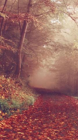 Autumn Inspired iPhone Plus Wallpaper Preppy