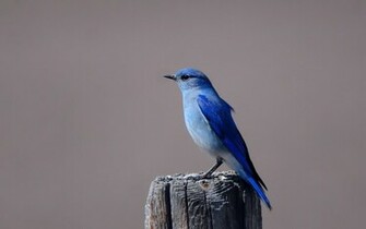Blue Bird Sitting On A Pole Wallpaper HD Animals