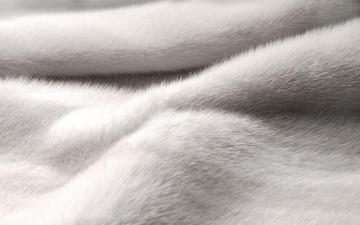 White Mink Desktop Background Fur