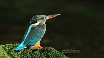 Wallpaper Birds Nature Bird Image Car Pictures
