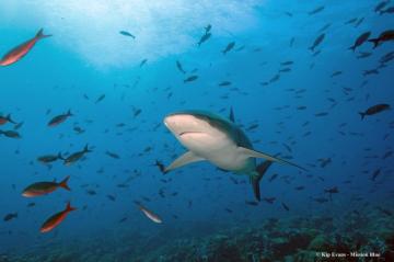 Galapagos Shark Mission Blue
