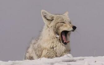 Coyote Dans La Vall E Hayden Wallpaper
